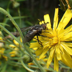 Linnaemya tessellata