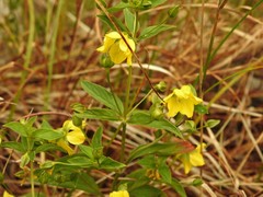 Lysimachia hybrida