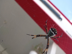 Argiope argentata