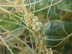 Cuscuta tuberculata