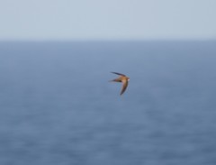 Apus pallidus