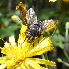 Linnaemya tessellata