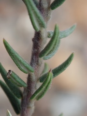 Phylica propinqua