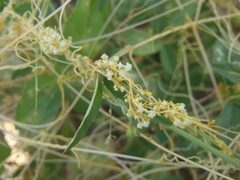 Cuscuta tuberculata
