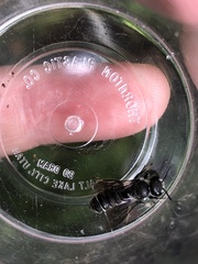 Megachile campanulae