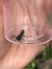 Megachile campanulae