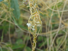 Cuscuta tuberculata