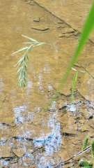 Elymus wiegandii