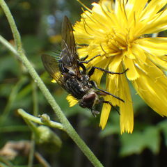 Linnaemya tessellata