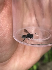 Megachile campanulae