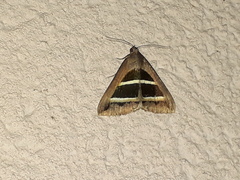 Grammodes bifasciata