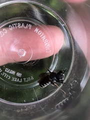 Megachile campanulae