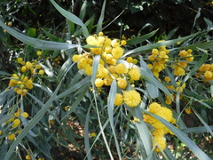 Acacia retinodes