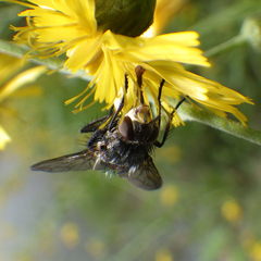 Linnaemya tessellata