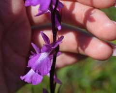 Anacamptis palustris