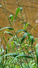 Elymus wiegandii
