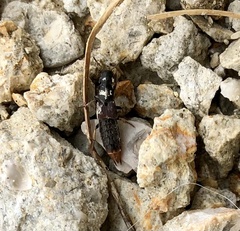 Platydracus mysticus