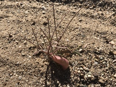 Astragalus allochrous