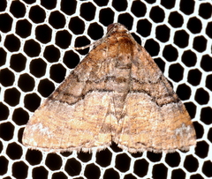 Aporoctena