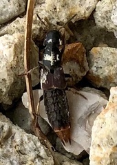 Platydracus mysticus