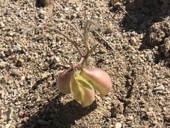 Astragalus allochrous