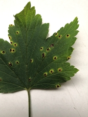 Puccinia ribis