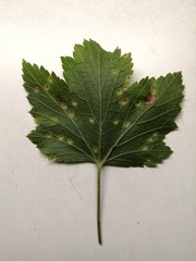 Puccinia ribis