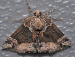 Hypena palparia