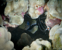 Gymnothorax undulatus