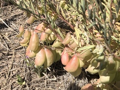 Astragalus allochrous