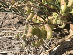 Astragalus allochrous