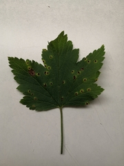 Puccinia ribis