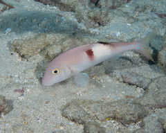 Parupeneus pleurostigma