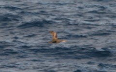 Gulosus aristotelis