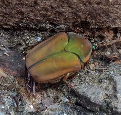 Cotinis nitida