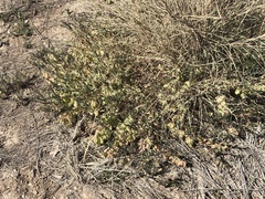 Astragalus allochrous