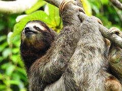 Bradypus variegatus