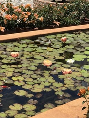 Nymphaea