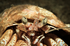 Pagurus bernhardus