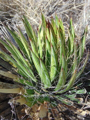 Agave filifera