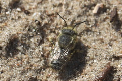 Megachile leachella