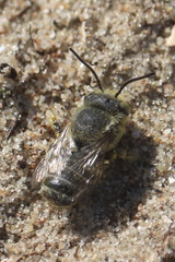 Megachile leachella