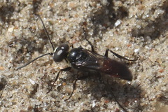 Megachile leachella