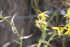 Megachile leachella