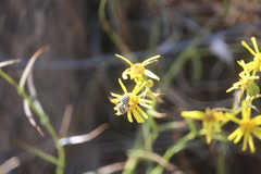 Megachile leachella
