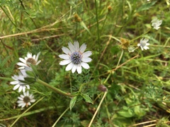 Eryngium carlinae