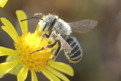 Megachile leachella