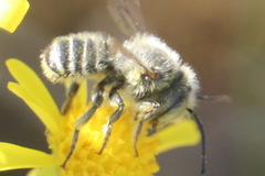 Megachile leachella