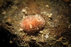 Acanthodoris pilosa