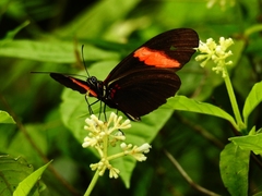 Heliconius erato